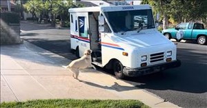 Pup’s Tail-Wagging Joy as Mail Truck Arrives Is the Cutest Thing