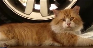 Adventure Cat! Feline Escapes Vet and Makes Incredible 3-Mile Trek Home