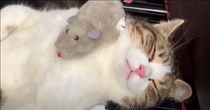 Cat’s Hilariously Chill Reaction to Classical Music Has Everyone Laughing