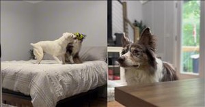 These Dogs Thought They Heard Something Wonderful… But Reality Hit Hard