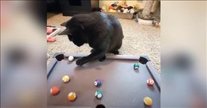 Woman Wasn’t a Cat Person Until She Met This Cat