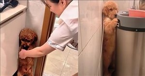 These Dogs Learn It’s Bathtime, and Their Responses Are Pure Comedy