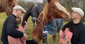 Man Serenades Horses with Beatles Song and Their Response Is Priceless