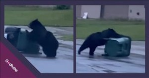 This Bear’s Quest for Snacks Turns into a Tussle with a Trash Can