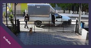 Delivery Driver Shares Adorable Moment with Friendly Pup