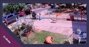 Brave Dog Defends Owner and Foils Frightening Assault