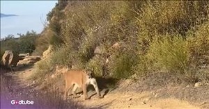 Hiker’s Frightening Run-In With Wild Animal Caught on Camera