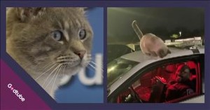 Sweet Cat Joins Police Force and Wins Hearts