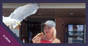 You Won’t Believe What This Seagull Did, and It’s Absolutely Hysterical