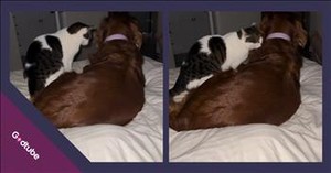 When This Cat Saw a Frightened Dog, Its Response Was Pure Love