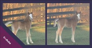 Sweet Little Pony Lets Out the Most Unexpected (and Adorable) Sound