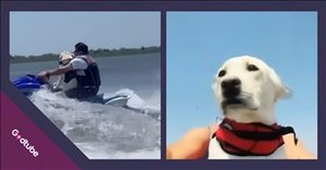 Adventurous Pup Can’t Get Enough of The Jet Ski