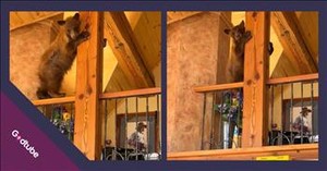 Police Called to Deal with Unexpected Home Intruder: A Bear