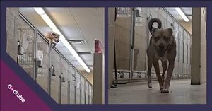 Shelter Dog Pulls Off Daring Escape from Pen 