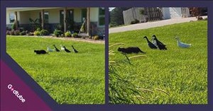 This Cat Has the Most Unusual Entourage and It’s Adorable