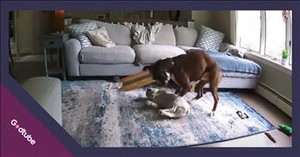 Dog Helps Save Canine Friend During Medical Emergency