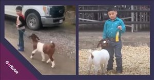 Young Man’s Adorable Move at Goat Show Wins Hearts