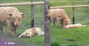 Golden Retriever Has the Best Time with Its New Buddy