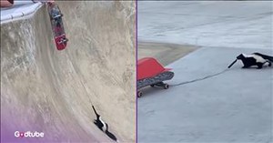 Young Man Frees Skunk from Trouble and What Happens Next Is Comedy Gold