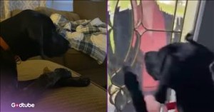 Julie Andrews Has a Four-Legged Superfan and It’s the Cutest Thing Ever