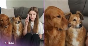 Eavesdropping Dogs’ Reactions Are the Funniest Thing You’ll See Today