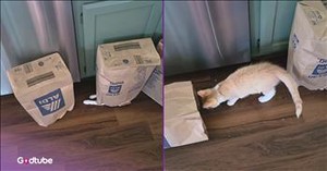 These 2 Cats Take Playing to a Hilariously New Level