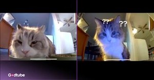 Cat Hears Owner’s Voice Through Camera and Has the Funniest Reaction