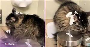 Cat Picks Wrong Place to Sit and Turns Vet Appointment into Comedy Gold
