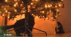 This Hilarious Cat-Themed Take on a Christmas Classic Is Too Relatable