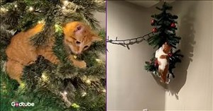 Mischievous Cats vs. Christmas Trees—And You'll Be Cracking Up