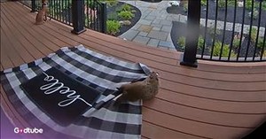 The Cutest Attempted Theft You've Ever Seen