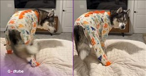 Dog Throws Adorable Fit After Its Favorite Show Gets Turned Off