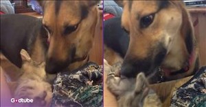 This Pup’s Sweet Gesture Toward a Kitten Will Warm Your Heart