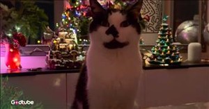 This Hilarious Tune Perfectly Describes the Christmas Season with a Cat