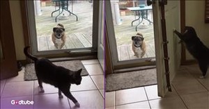 Cat Handles Dog in the Most Unexpected (and Hilarious) Way