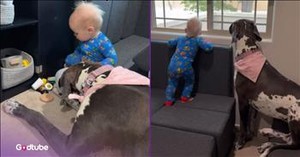 Toddler and Great Danes Share the Sweetest Bond — Pure Adorableness