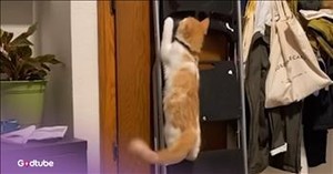 Cat Loves Climbing — and Apparently Also Enjoys Stealing