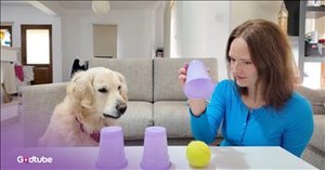 Golden Retriever Puts Its Intelligence on Display in This Adorable Clip