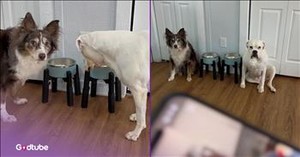 These Impatient Pups Appreciate Dinner Being on Time