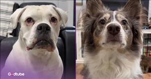 The Unexpected Move That Ended This Intense Staring Contest