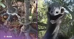 Chase Ends with Suspect in Cuffs and Officer Laughing