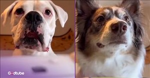 These Competitive Pups Turn Playtime into a Hysterical Rivalry
