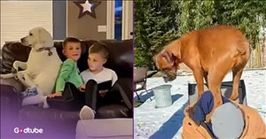 These Pups Know Where They Sit and Aren't Moving for Anyone 