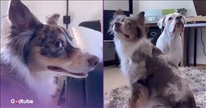 Pup Lends a Helping Paw to Its Buddy During Hairy Situation