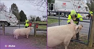Massive Pig's Adorable Reaction When It Sees a Familiar Face