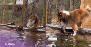 Dog and Otter Have a Ball Playing Game of Tag