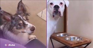 These Pups Help Themselves When Someone Forgets Dinner