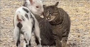 This Adorable Moment Between a Cat and a Baby Goat Is Almost Too Cute