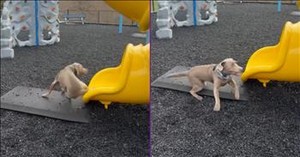 This Dog’s Obsession with a Slide Is What You Need Today