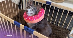 Pup’s Plan to Keep Its Toys Hilariously Backfires